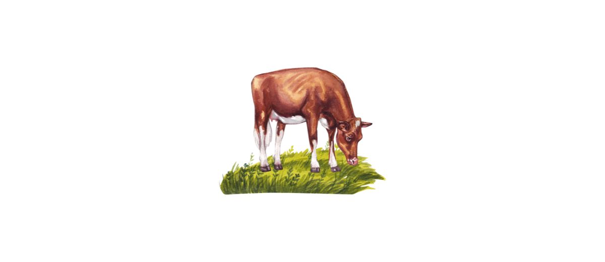 carne de pasto